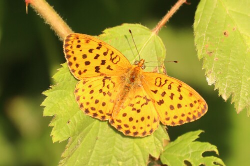 Marbled Fritillary