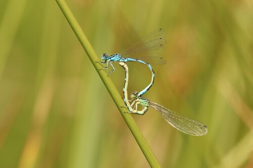 Ornate Bluet