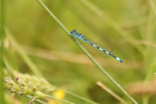 Southern Damselfly