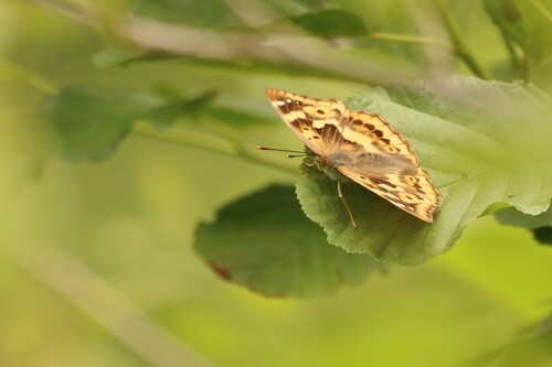 Lesser Purple Emperor