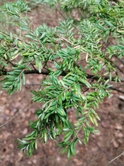 Tsuga heterophylla