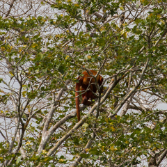 Alouatta macconnelli