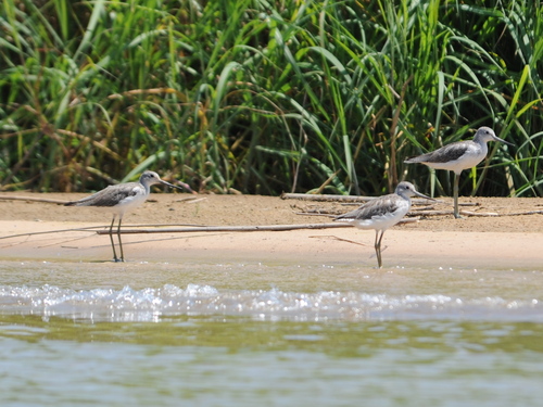 iNaturalist image