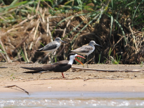 iNaturalist image