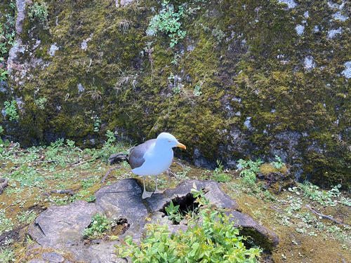 Lesser Black-backed Gull