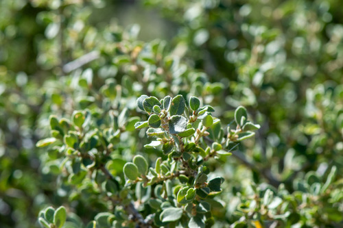 Ceanothus pauciflorus, photograph 4