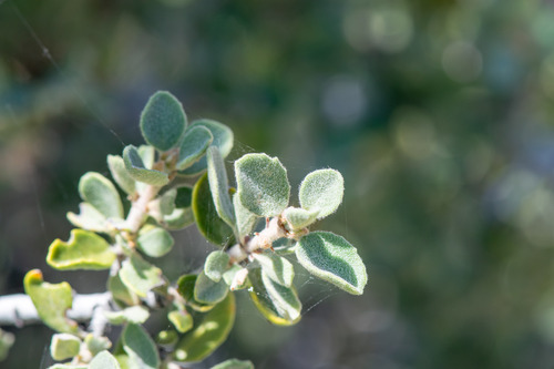 Ceanothus pauciflorus, photograph 5