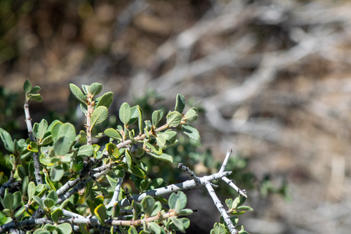 Ceanothus pauciflorus, photograph 6