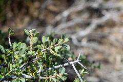 Ceanothus pauciflorus, photograph author not stated, no rights reserved