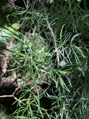 Asparagus angusticladus