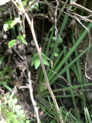 Asparagus angusticladus