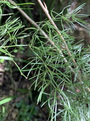 Asparagus angusticladus