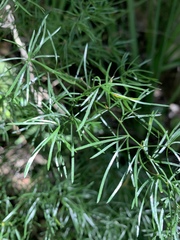 Asparagus angusticladus