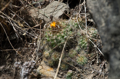 Parodia comarapana