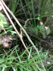 Asparagus angusticladus