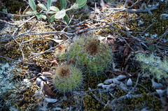 Parodia comarapana