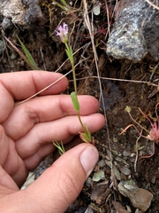 Plectritis ciliosa