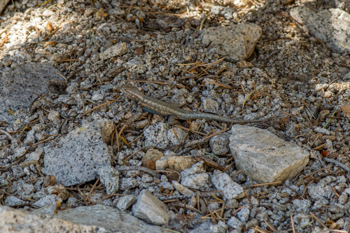 iNaturalist observation photo of Spiny Lizards