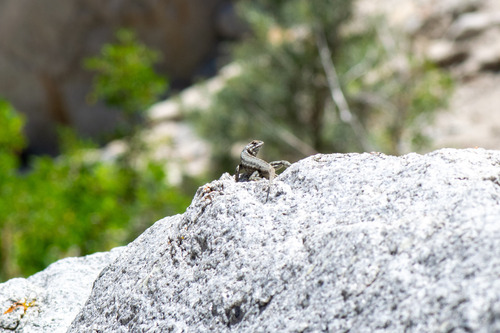 iNaturalist observation photo of Spiny Lizards
