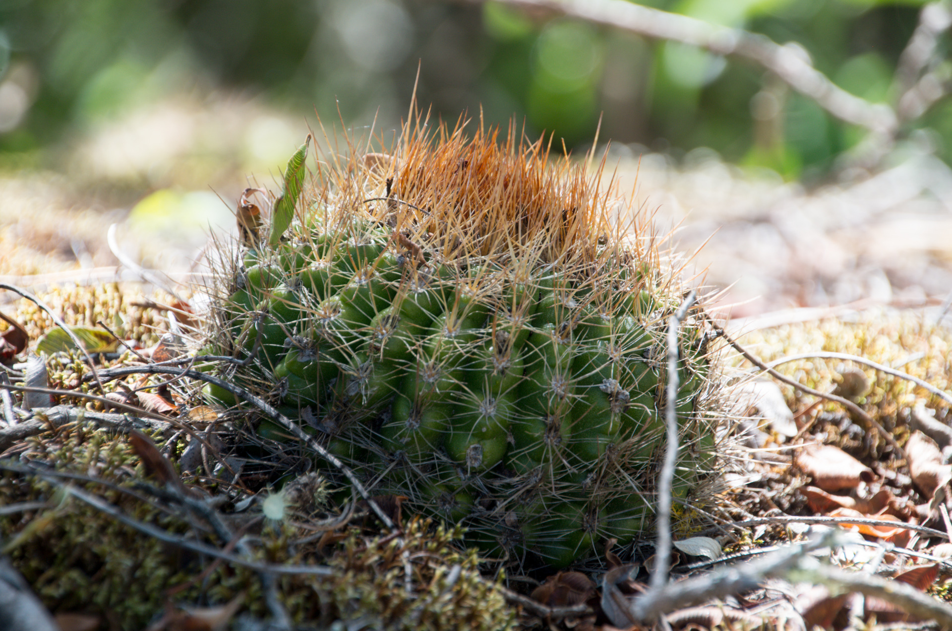 Parodia comarapana