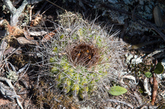 Parodia comarapana