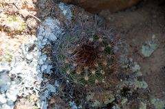 Parodia comarapana