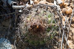Parodia comarapana
