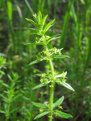 Cruciata glabra krylovii