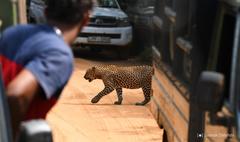 Panthera pardus kotiya