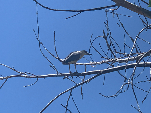 iNaturalist image