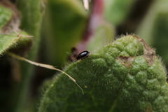 Longitarsus dorsalis