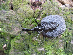 Mormolyce phyllodes