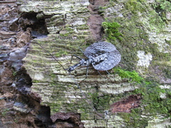 Mormolyce phyllodes