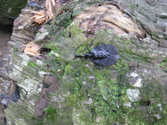 Mormolyce phyllodes