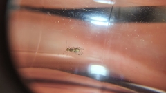 Ectopsocidae