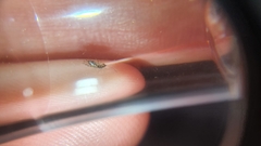 Ectopsocidae