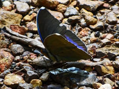 Euphaedra harpalyce harpalyce