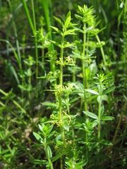 Cruciata glabra krylovii