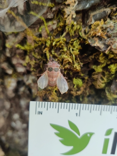 iNaturalist observation photo of Minor Cicada