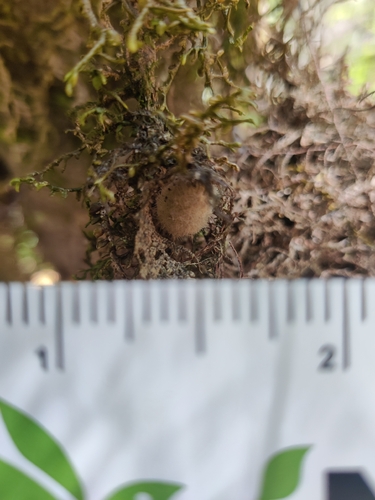 iNaturalist observation photo of Butterflies and Moths