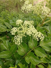 Angelica hirsutiflora