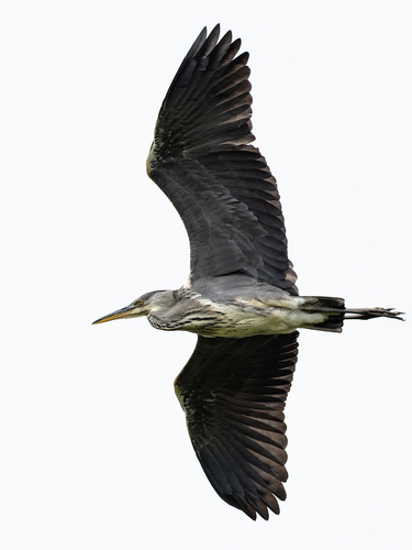 iNaturalist image