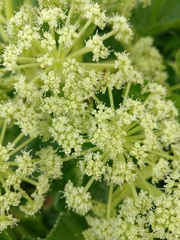 Angelica hirsutiflora