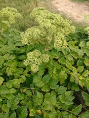 Angelica hirsutiflora