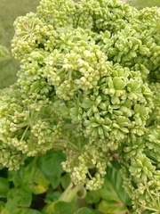 Angelica hirsutiflora