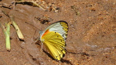 Belenois thysa thysa