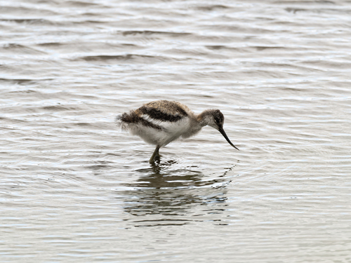 iNaturalist image