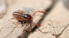 Chthonius ischnocheles