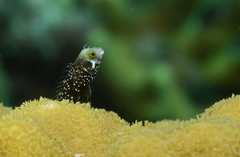Spinyhead Blenny photo 2
