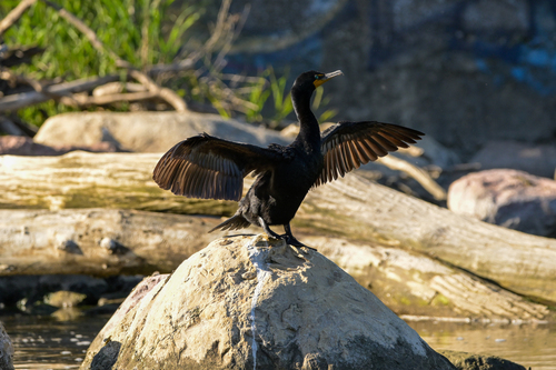 Double-crested Cormorant
